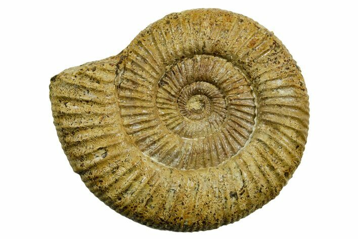 Jurassic Ammonite (Perisphinctes) Fossil - France #363656
